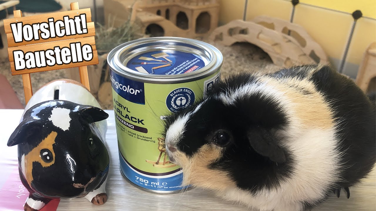 Das neue Gehege wird ENDLICH gebaut - Die Vorbereitung | Die Meeries