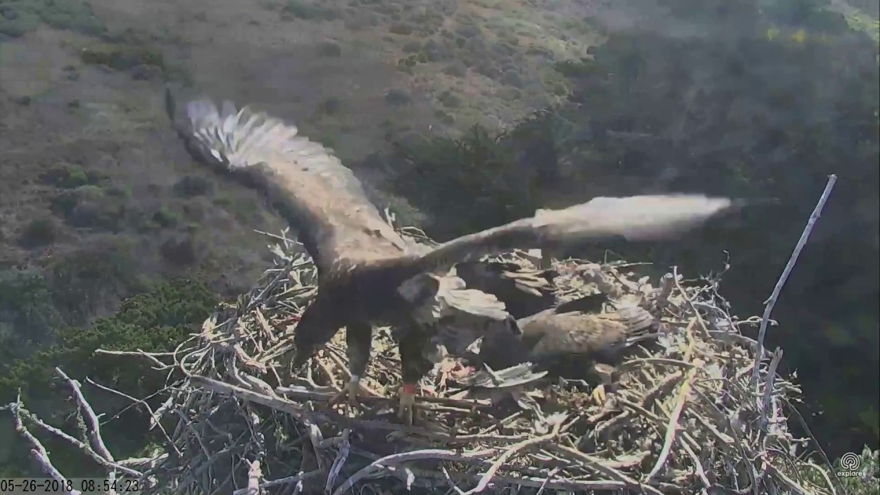 052618 Sauces Canyon eagles; two eaglets hover above the cam view