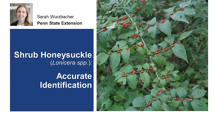 Shrub Honeysuckle: Accurate Identification