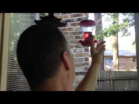 The Bird Whisperer