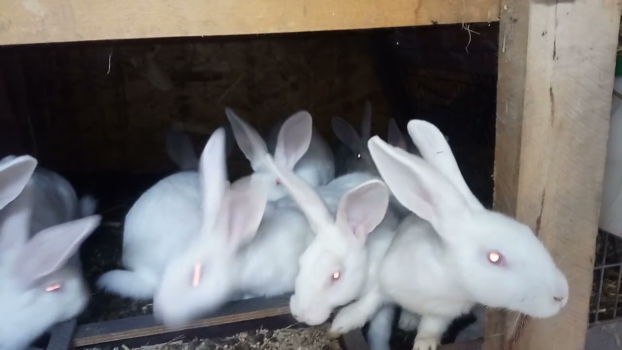 Hodowla królików Marka z Michałowa pokaż młodych królików i produkcja paszy