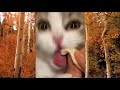 Cutes Funny 🌹 Cats Eating Anything 🌸 Animals & 🌸 Pets