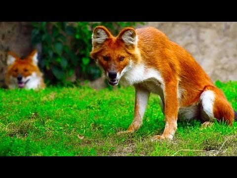 10 Strangest Wild Dog Breeds Hqdefault