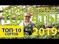 Яркие и необычные: обзор сибирских томатов 2019 года