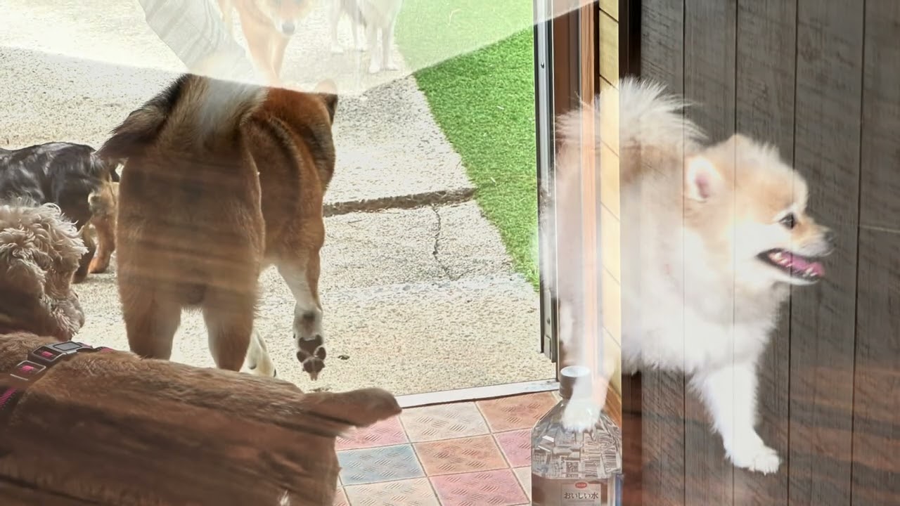 Happy dog                         2026年3月8日