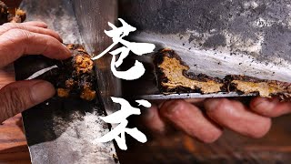 中药炮制 苍术 是药也是香
