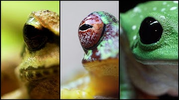 Frog Chytrid Extinction Video