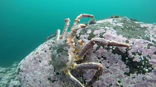 Камчатские крабы Баренцева моря. Глубины от 5 до 45 метров.
