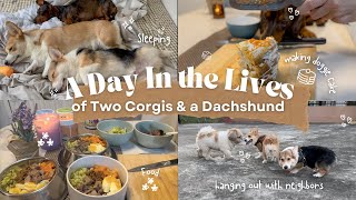 Dog: A Day in a Life  day in the lives of two corgis and a dachshund