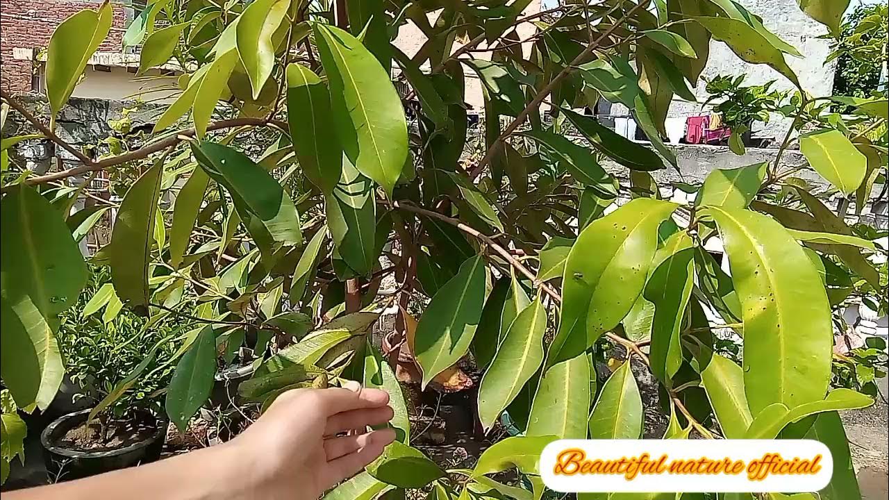 beautiful jamun tree growing jamun plant ki aachi grow kaise karen care