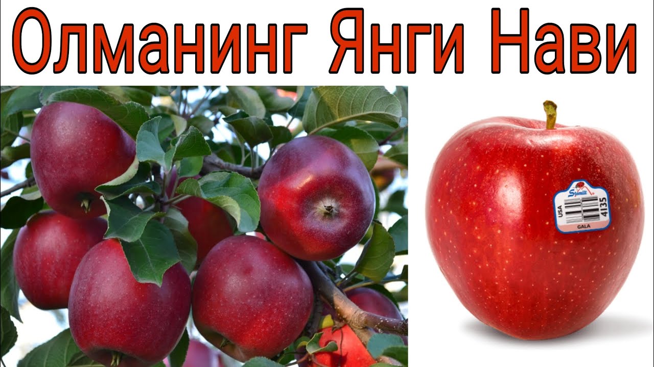 ОЛМА етиштиришдаги МУҲИМ МАЪЛУМОТлар !!!