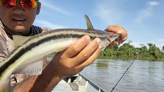 PESCARIA  shoow de CURVINA no rio xingu #pescaria#curvina#viral#rioxingu#