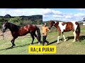 💲💲 CAVALOS DE RAÇA PURA A VENDA NO HARAS SÃO JORGE EM CARUARU PE!!