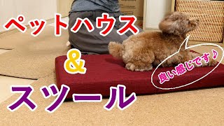 愛犬のトイプードルと一緒にペットハウス＆スツールを作ってみた！！