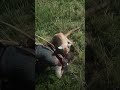 Essential Skills for Thriving in the Wild" Ss91…….#Shorts #rdr2