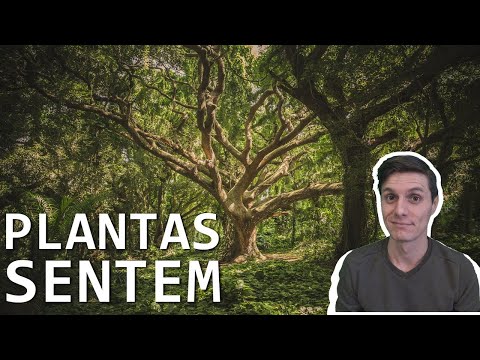 PLANTAS SENTEM DOR?