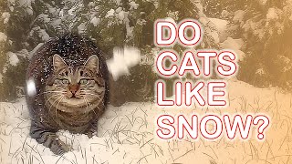 Cats reaction to snow. Do Iggy Maine Coon & Bunka like snow? by Maine Coon Iggy 163 views 3 years ago 3 minutes, 1 second