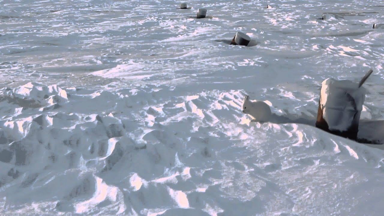 雪玉じゃないよ 雪見大福でもないよ 雪と同化するホッキョクウサギのまんまるな姿 カラパイア