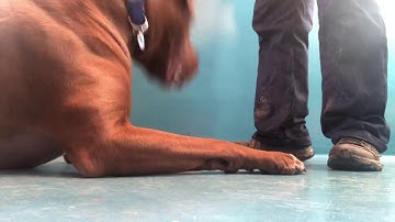 Teaching Nose Touch Indication for Scent Work