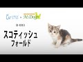 [コンプリート！] スコティッシュフォールド 猫 カット スタイル 344509