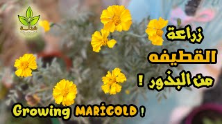 زراعة القطيفه من البذور في المنزل  |  Growing Marigold from seeds at home