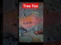Ваше Дерево #treefov