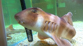 Dying bullhead shark sold in the market into the aquarium, it turned out to be ridiculous! !! !!