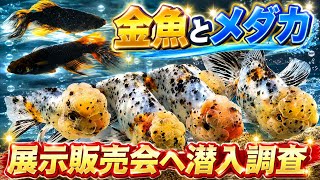 ショッピングモールの駐車場に金魚とメダカが集結