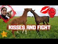 Rising Star starts fighting, typical stallion behavior. And I get a kiss | Friesian Horses