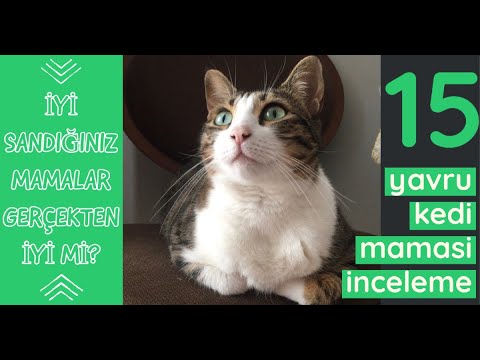 Kedi Mamasi Almadan Mutlaka Izleyin Detayli Kedi Mamasi Inceleme Tavsiye Hangisi Kaliteli Ucuz Youtube
