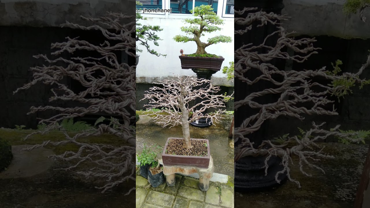 Bonsai bonsai dan bonsai Tri bonsai..