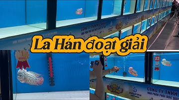 Tham quan cuộc thi La Hán, những chú cá đẹp đoạt giải top 1 2 3 khuyến khích