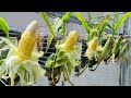 Extremely unique with growing corn hanging upside down in a plastic bottle