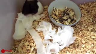 Hamster Giving Birth And Eating Baby | Is Hamster A Good Mother?