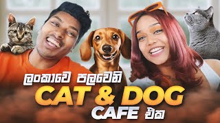 ලංකාවෙ පලවෙනි CAT & DOG CAFE එක❤Sri Lanka’s 1st Cat & Dog Cafe #eshiandhella #sinhalavlog