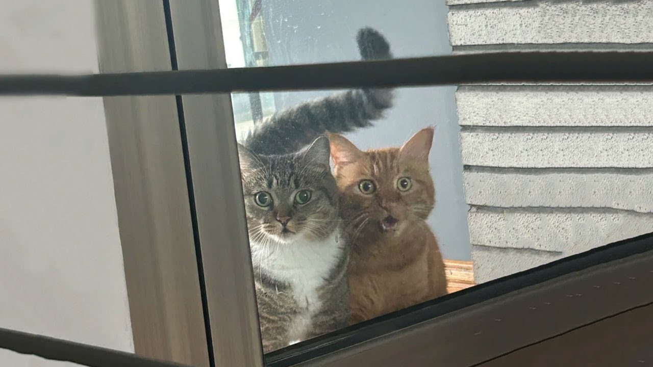 The Funniest Cat Videos 🐱 Try Not To Laugh Part 54