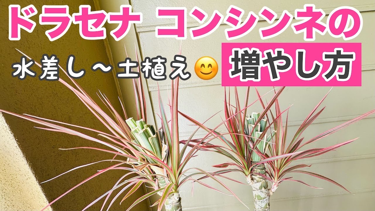 How to propagate Dracaena concinna / Replanting from a water jug
