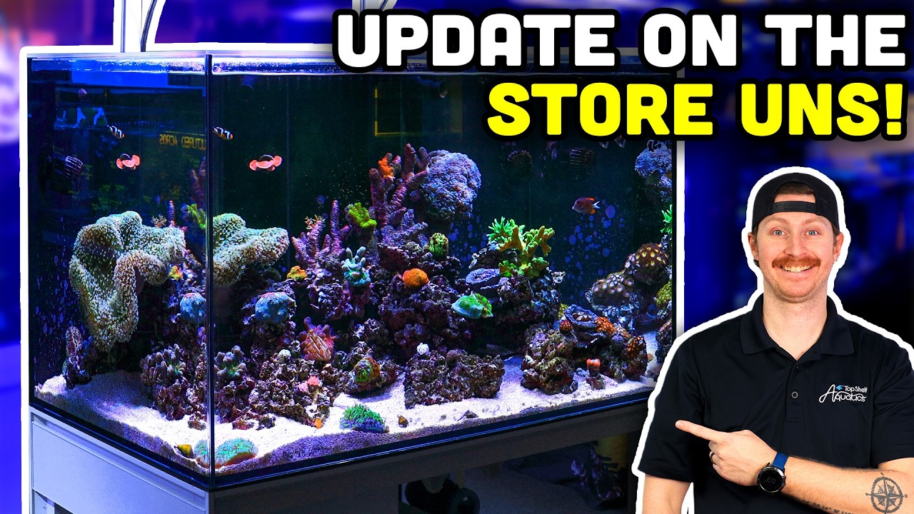 Update on the UNS R90 Display Tank! HUGE Progress!