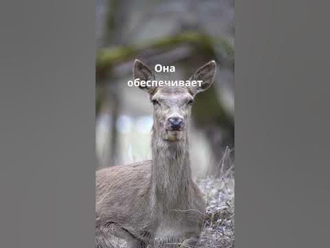Самка оленя - YouTube