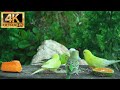 No adscat tv for cats to watch  cute birds  little squirrels in the forest  8 hours 4k ultra