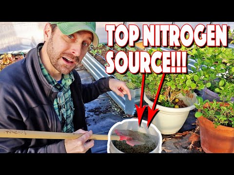 Free Organic Nitrogen Sources For Plants And Garden! Our Top