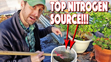 Free Organic Nitrogen Sources For Plants And Garden! Our Top 10!