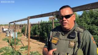 Crackdown ongoing as marijuana growing season rolls in