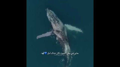 سورة الأنبياء، إيه (٨٧-٨٨)