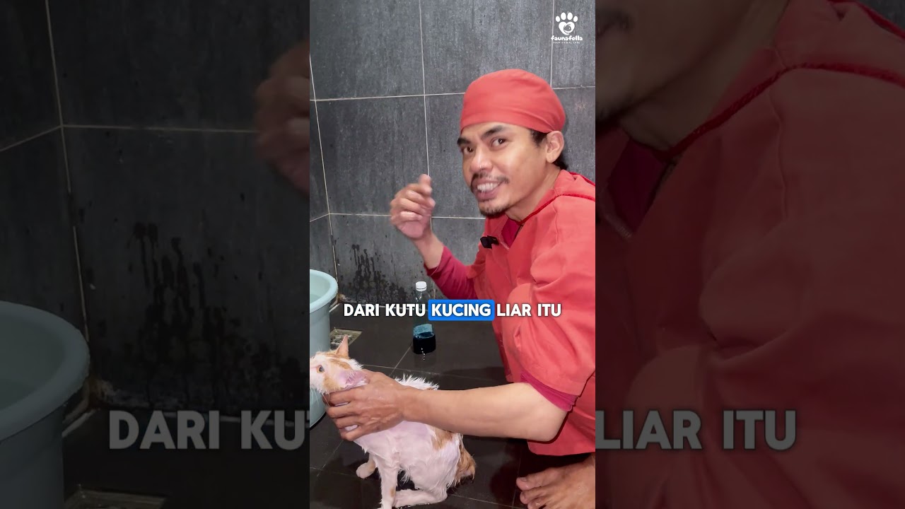 penyebab kutu kutuan dan cara penanganannya 