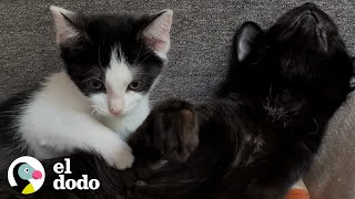 Gato tambaleante adopta un gatito pequeño y tambaleante | El Dodo by El Dodo 121,430 views 5 months ago 2 minutes, 58 seconds