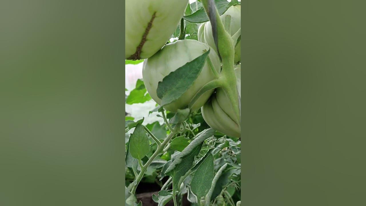 томат Мамина любовь - YouTube