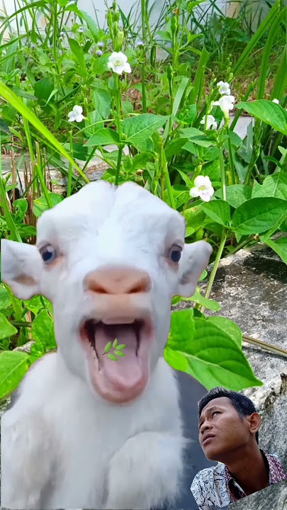 CEMPE🐑 GOATS 1JT VIEWERS MAKAN 🌿 RUMPUT RUMPUT TETANGGA