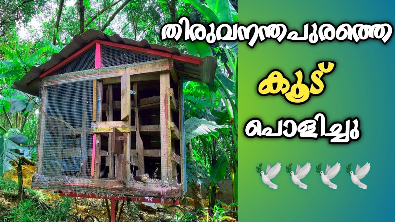 തിരുവനതപുരത്തെ എന്റെ കൂട് പൊളിച്ചു guys 😕  pegion cage repair How to Making Simple Pigeon Cage