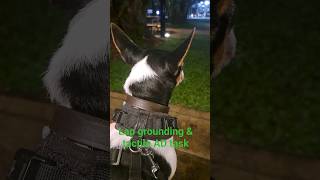 9002. Sit lap grounding & tactile distractions wildlife birds bagpipes Esplanade 25 April 2026 AK